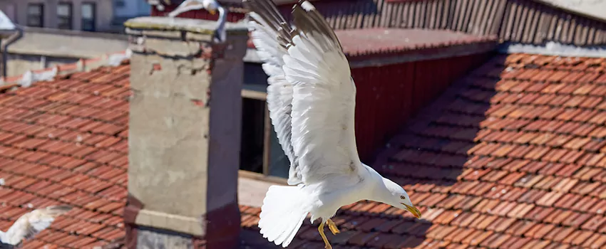 Residential Chimney Animal Removal Solution in East Palo Alto, CA